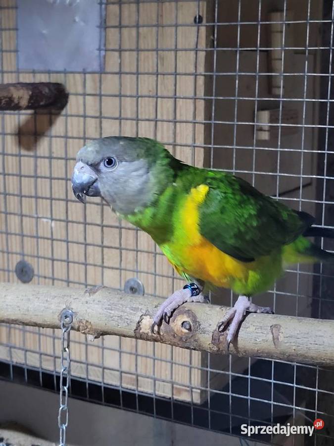 Afrykanka żółtobrzucha senegalka 2023r samica Ulanica