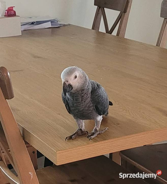 Papuga żako samiec Kraków