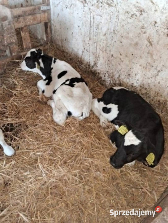 lodkd Boczki Chełmońskie