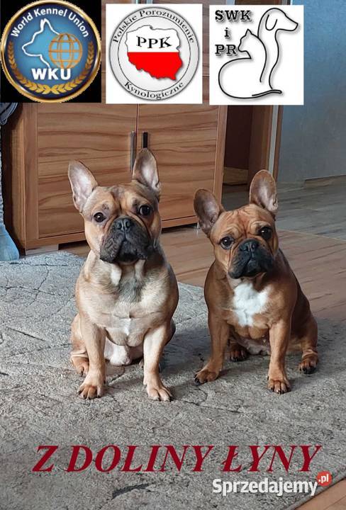 Sprzedam buldożki francuskie Olsztyn