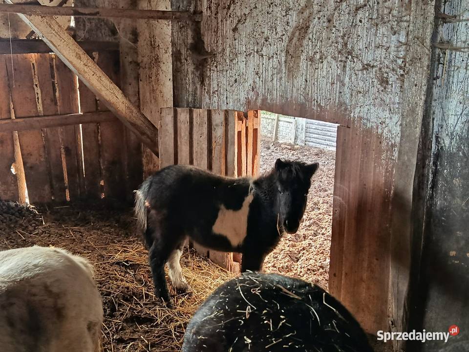 Konie kucyki Konie Piotrków Trybunalski sprzedam