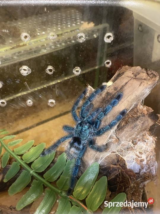 hodowla ptaszników Kraków