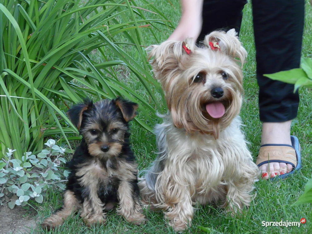 Ostatni szczeniak Yorkshire Terrier podkarpackie Jasło