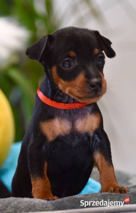 Szczenięta Pinczer Miniaturowy ZKWP fci Łochów