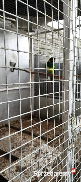 Bernardy Czarnoglowe śląskie