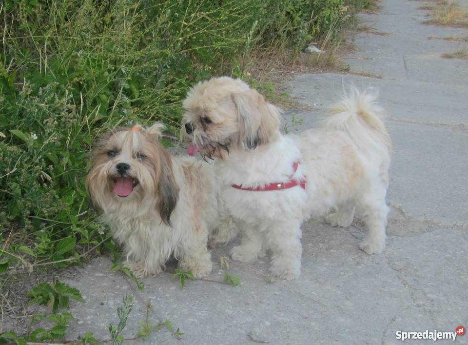 Shih Tzu szczenięta