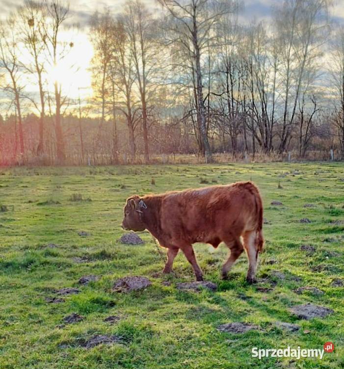 Odsadki mięsne matek byczki jałówki Bydło mięsne Orneta