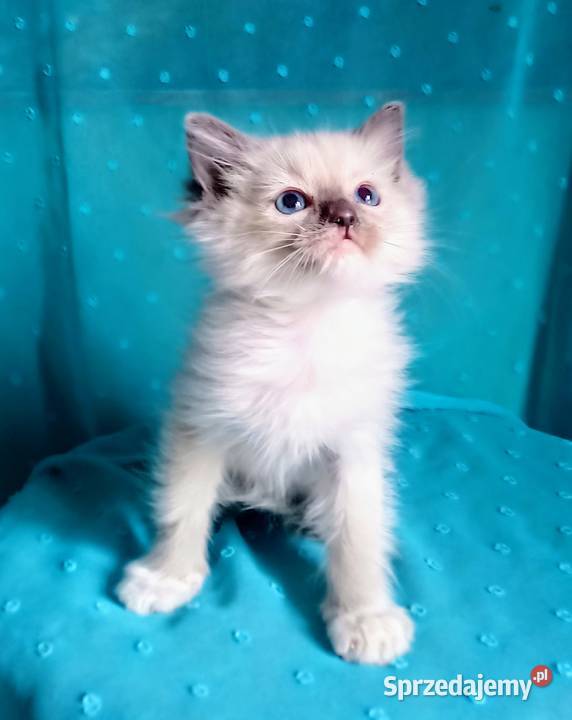 Cudowny kocurek Ragdoll z rodowodem i wyprawką Łódź
