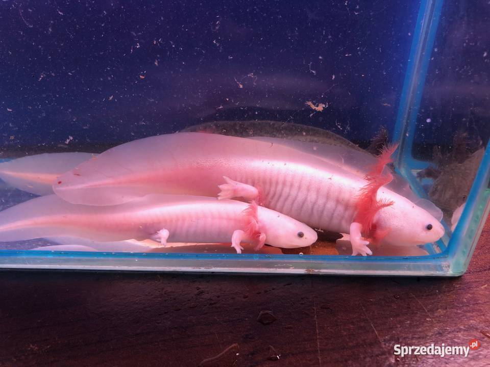 Aksolotl Ambysoma Mexicanum Salamandra Pozostałe Andrespol