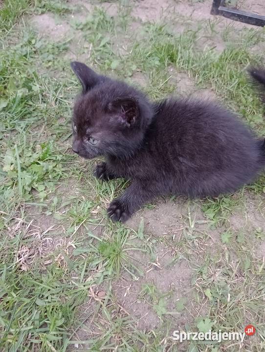 Kot kotek czarny Polkowice