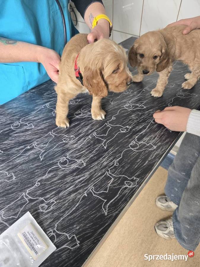 Szczeniaki cocker spaniel pomorskie Nicponia