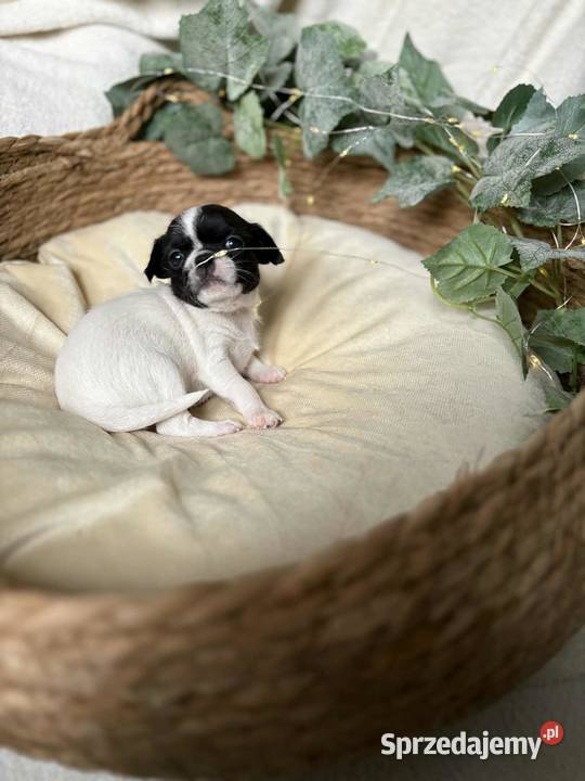 Suczka Chihuahua Biała z czarnymi znaczeniami Częstochowa
