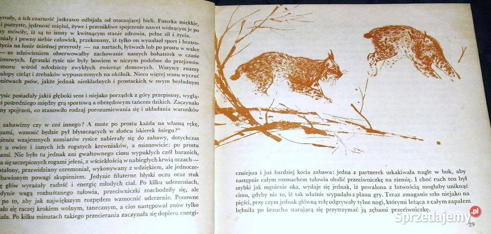 Nasz dom w zoo Rysice Dżolly i ska Borsunio Chełm