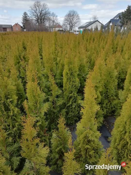 Tuja brabant już 12 Myszków