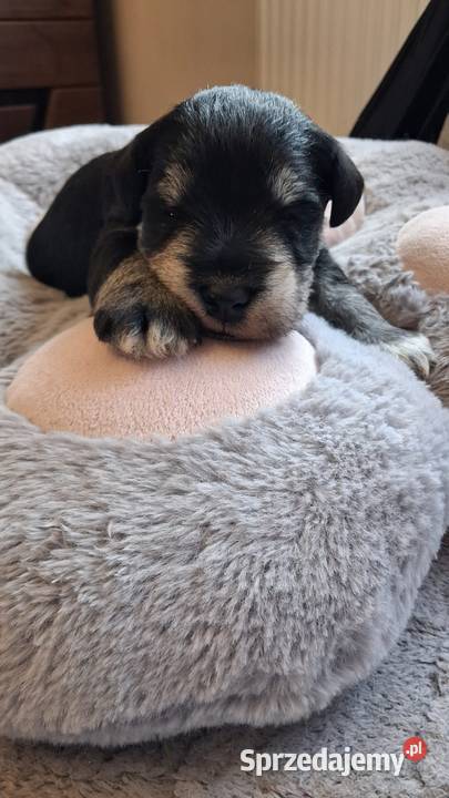 Sznaucer miniaturowy Słupca