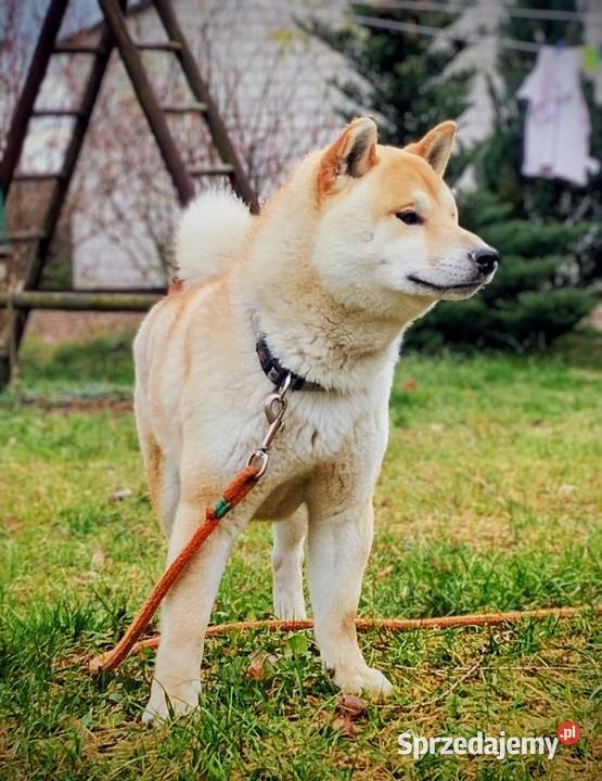 Shiba Inu czerwony przemiły piesek Bychawka Trzecia