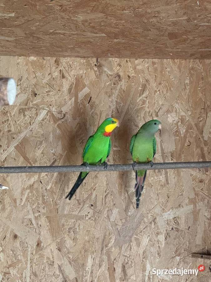 Papugi barabandy Para Boruja Kościelna sprzedam