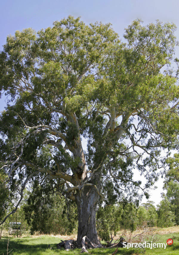 GUMA RZECZNA Eucalyptus camaldulensis NASIONA kujawsko-pomorskie Lubanie sprzedam