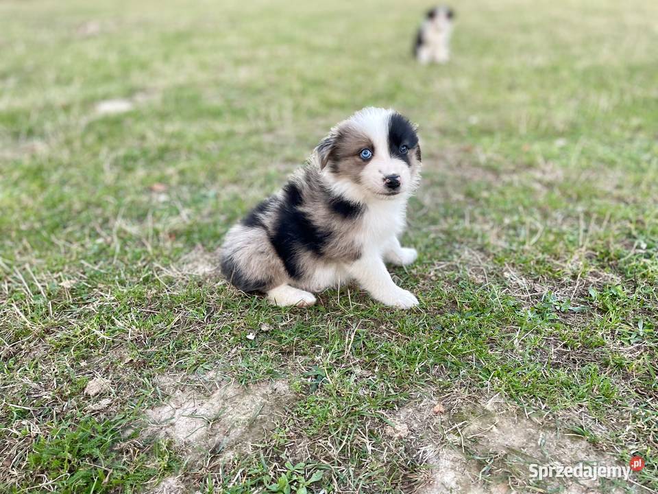 Border collie piesek samiec merle Ostrowiec Świętokrzyski