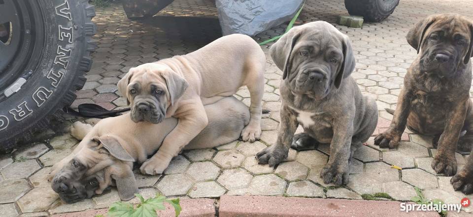 SZCZENIĘTA CANE CORSO lubelskie Puławy sprzedam