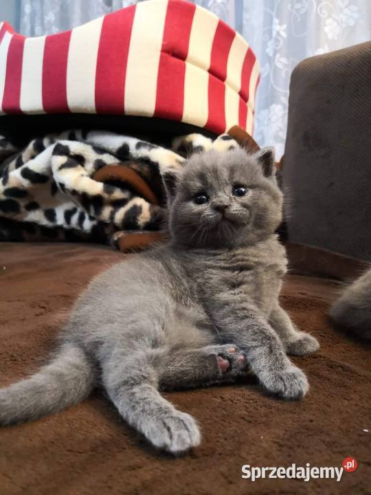 kocurek brytyjski krótkowłosy dolnośląskie Wrocław