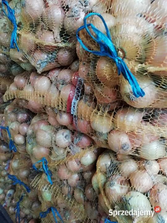 Cebula w złotej łusce mazowieckie Nowe Gumino
