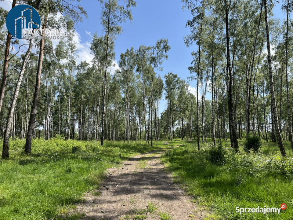Działka 2805m2 Dąbrówno 227zł/m2