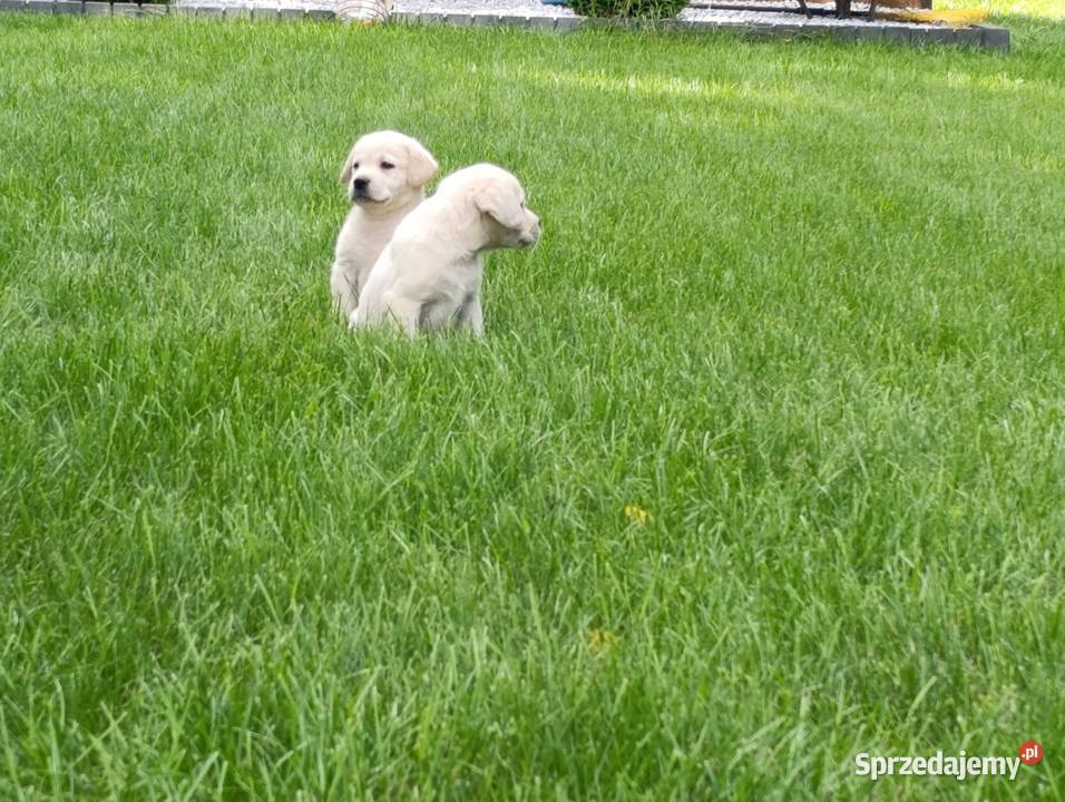 Labrador Milejowice