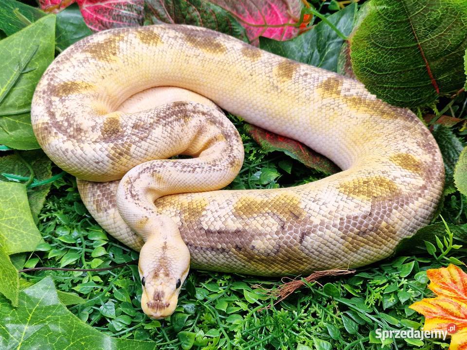 Pyton Krolewski Hodowla w niewoli