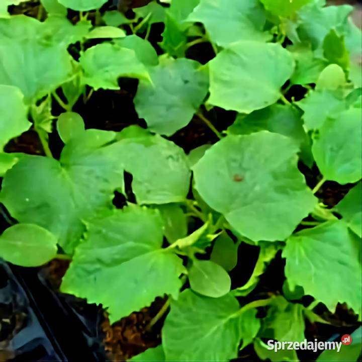 Kwiaty Sadzonki Warzyw Bukówka