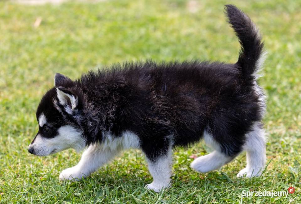 Piękna Sunia Siberian Husky szczenię Wola Zarczycka sprzedam