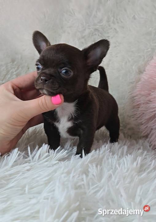 Piesek Chihuahua Chihuahua wielkopolskie Poznań