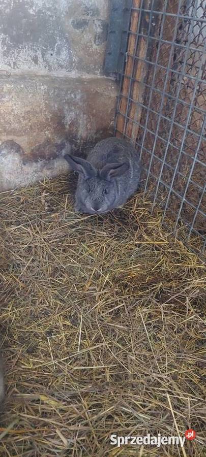 Króliki hodowlane Dąbrowa Górnicza