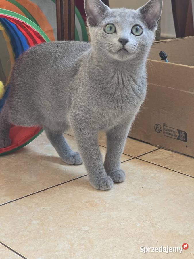 Rosyjskie Niebieskie Józefów