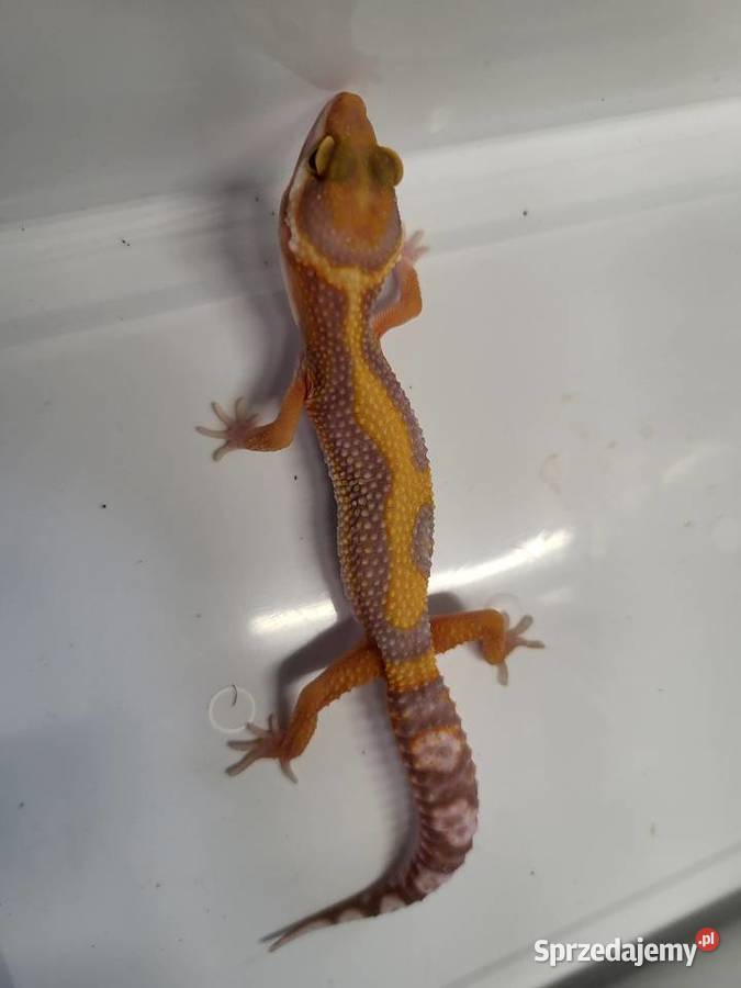 Gekon Lamparci różne Sklep Zoologiczny Katowice