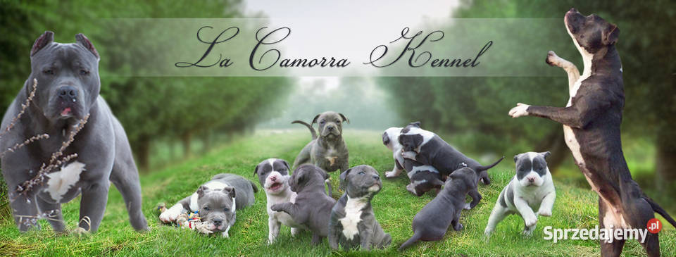 Amstaff Blue samiec R9 Paczków