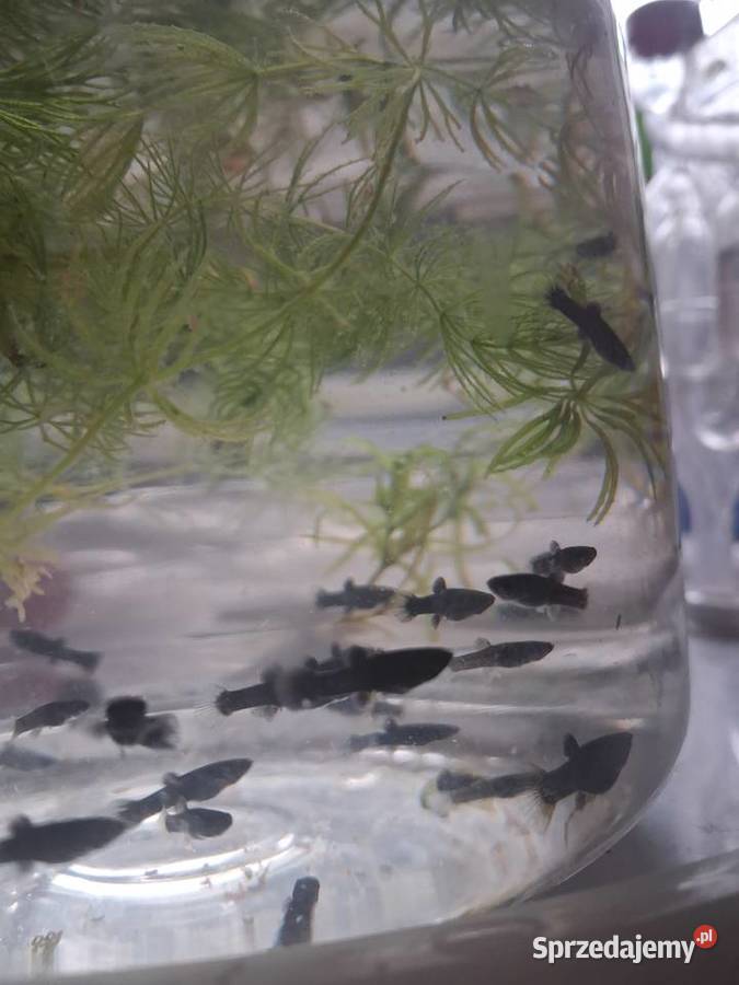 molinezje narybek Lublin sprzedam