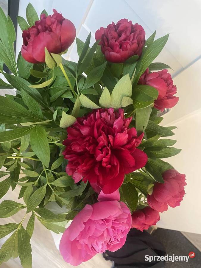 Piwonie cięte sprzedam
