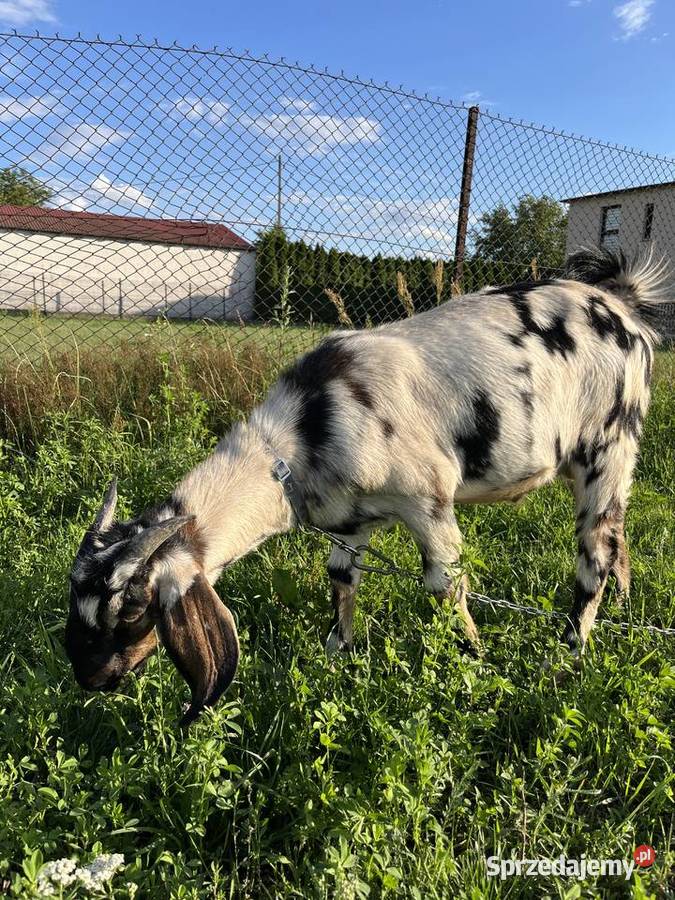 Kozy anglonubijskie Kozy Gogolin