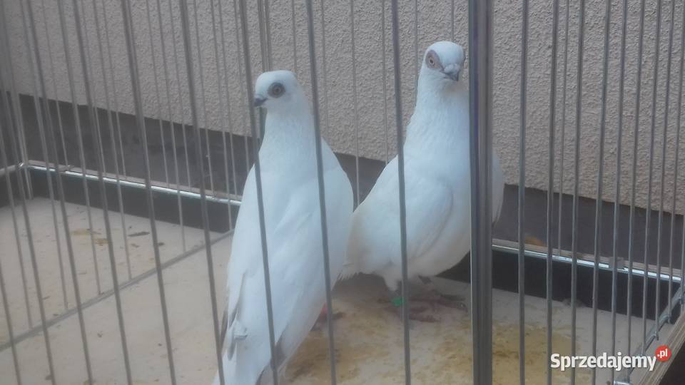 Gołębie rasowe ozdobne WINERKI Strzyżów