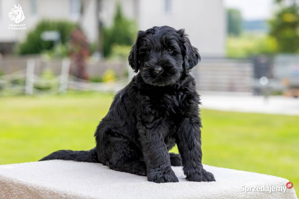Szczeniak rasy Sznaucer Olbrzym szuka nowego Pińczów