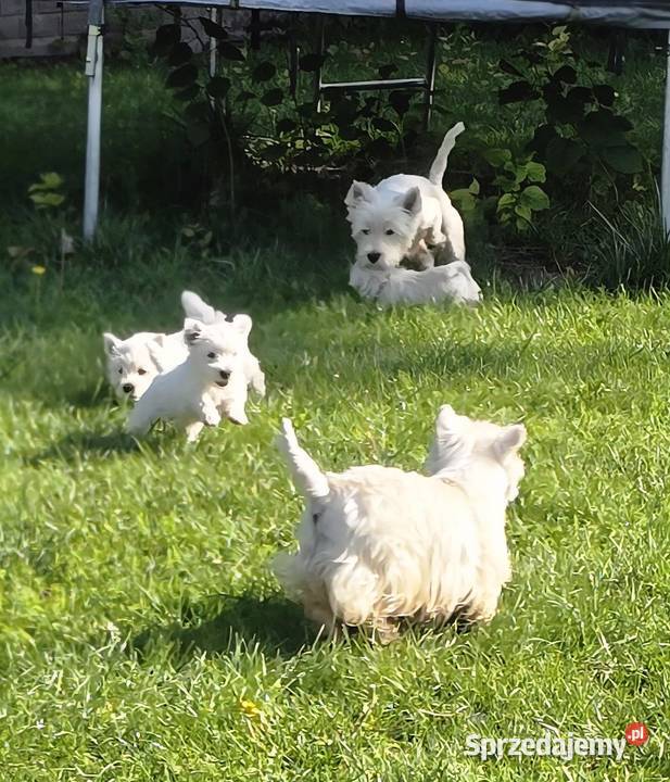 West highland white terrier westi zkwp FCI Pabianice