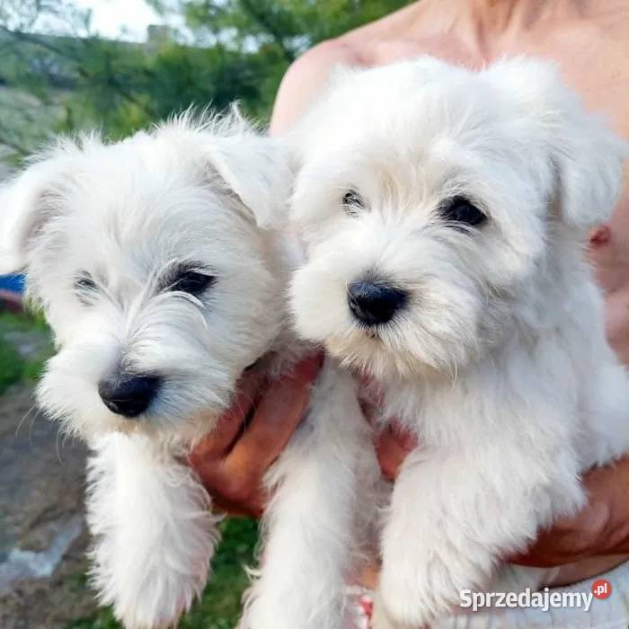 West highland white terrier szczeniak