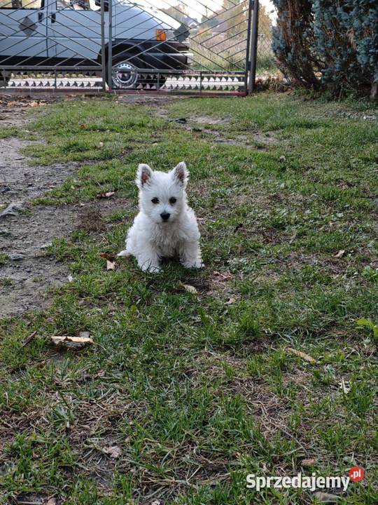 Suczka rasy West Highland White Terrier terrier pomorskie Gościszewo