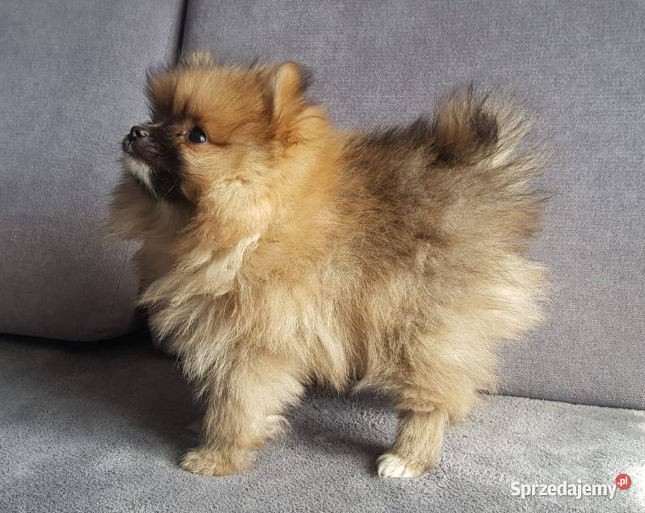 Pomeranian szpic miniaturowy typ BOO Zwierzęta Łagów