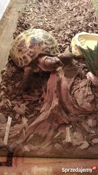 żółw lądowy stepowy razem z terrarium Pozostałe Bydgoszcz