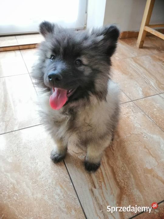 Szczeniaki szpic wilczy FCIZkWP Niemodlin