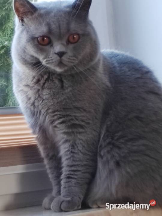 Reproduktor brytyjski krycie Pasłęk