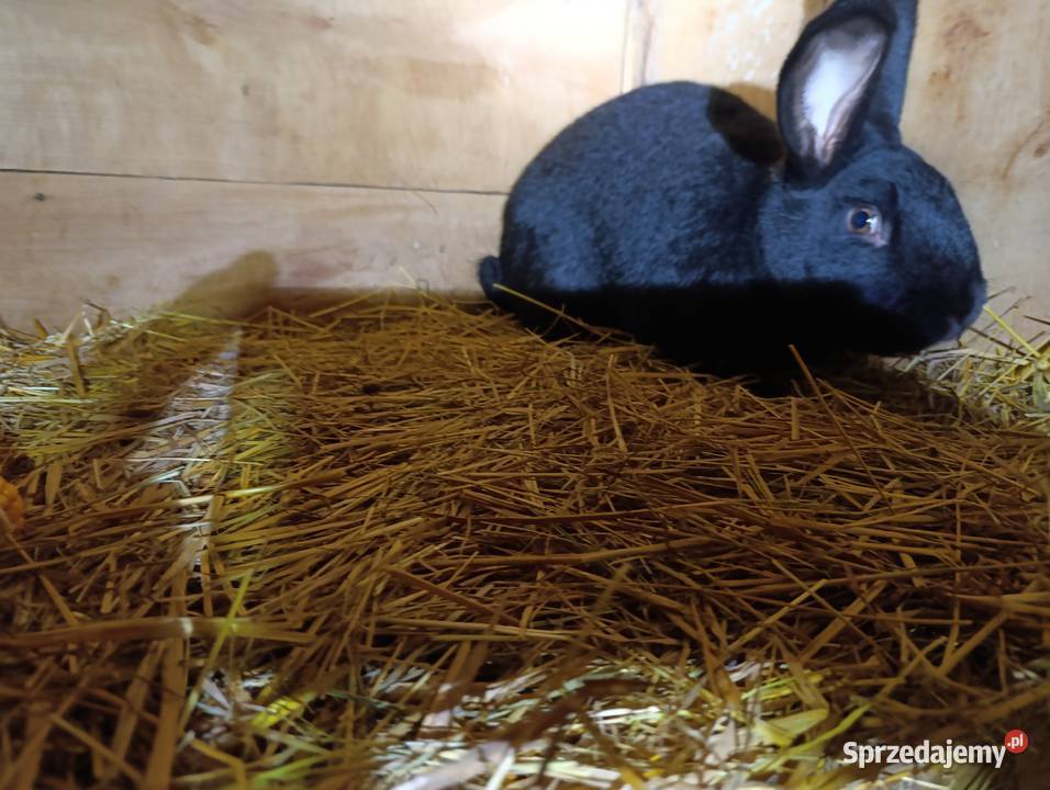 Królik srokacz Straszydle sprzedam