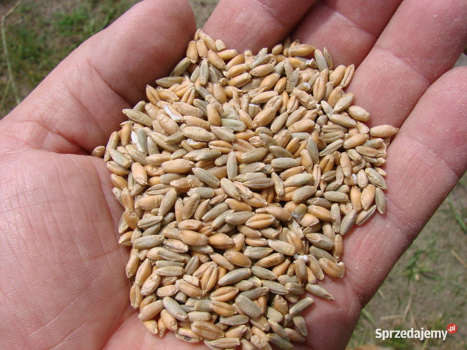 Sprzedam mieszanka żytopszenżyto Oborniki